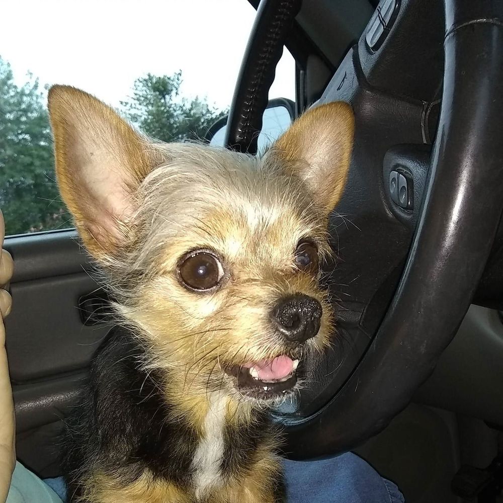 Meet your Posher, Morgan